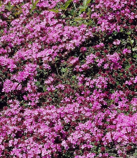 Thymus serpyllum 'Magic Carpet'